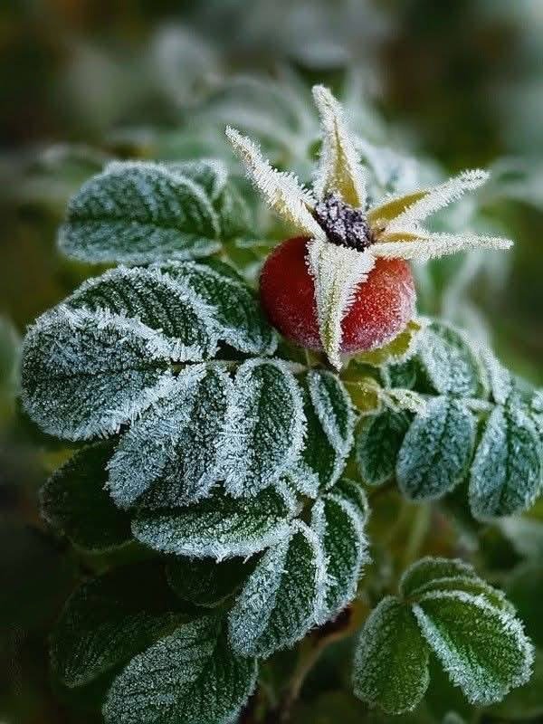 TRÁI TIM CHỈ CÓ MỘT KHÔNG THỂ TRAO ĐI MỘT PHẦN 